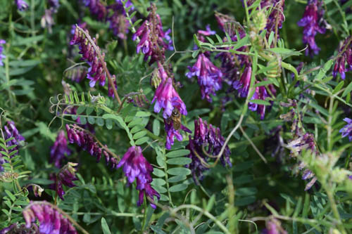 Legumes